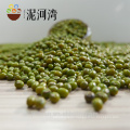 High germination rate Sprouting green mung bean pulses